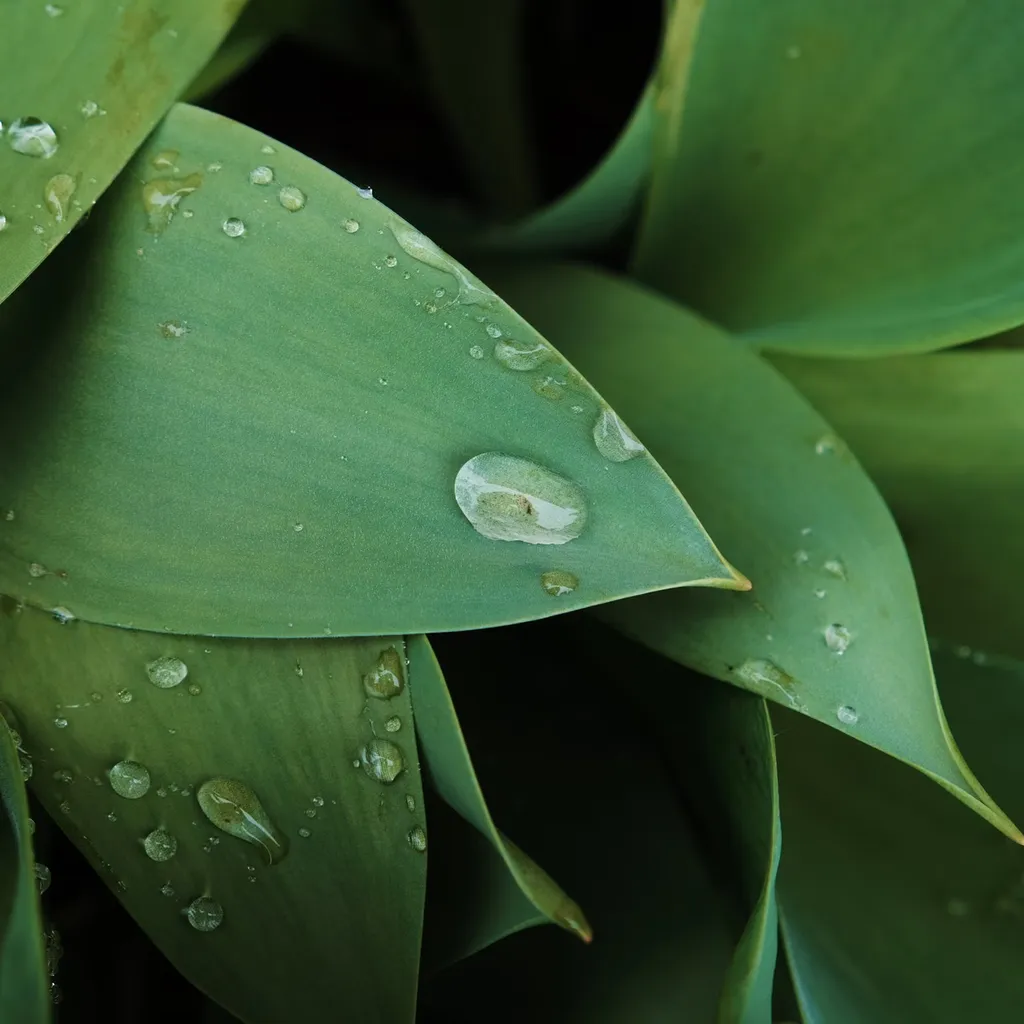 Choose a rain garden or bioswale for sustainable yard drainage