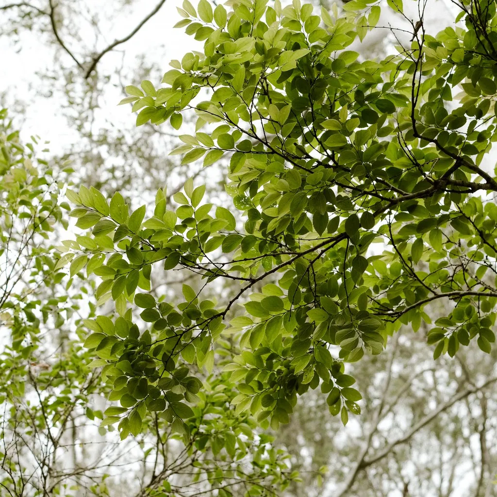 Select the best native trees for your backyard restoration