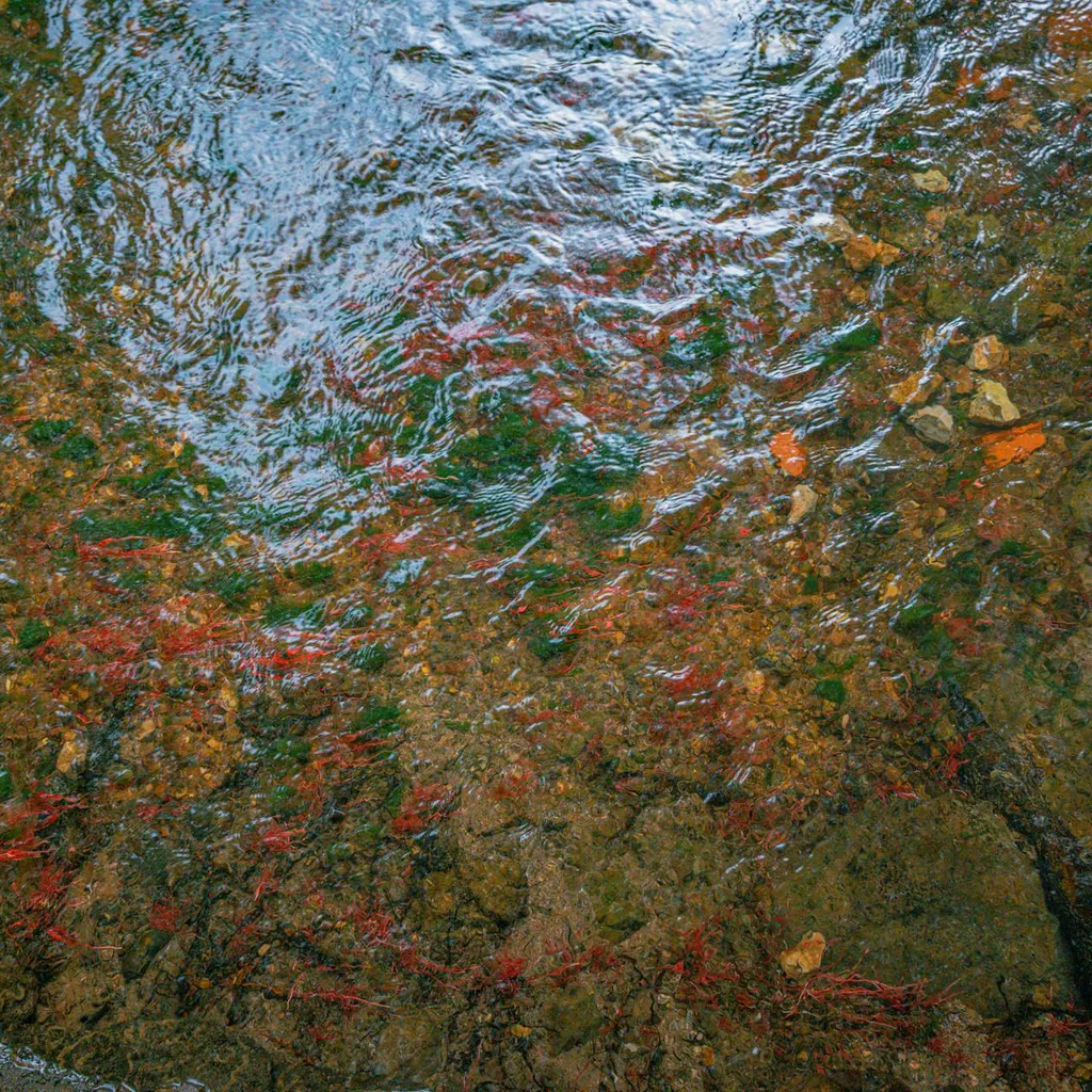 Why salmon populations surge after dam removals